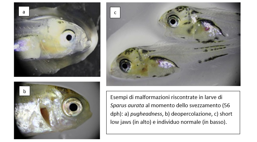 pesci allevamento deformazioni