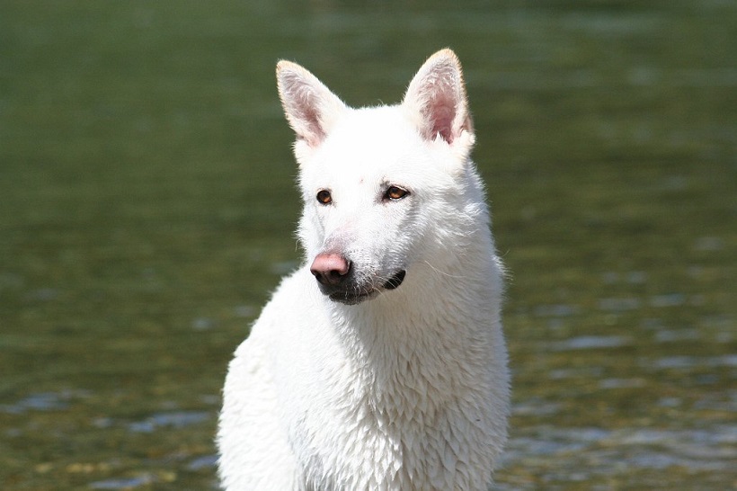 cane lupo saarloos bianco