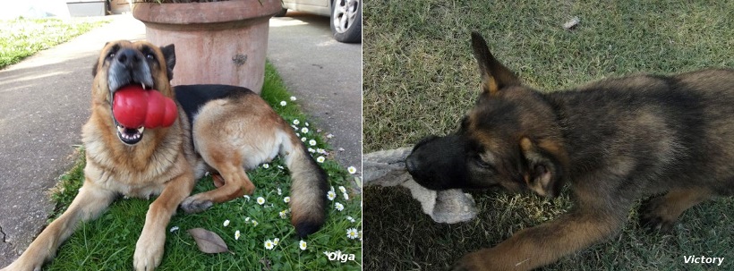 cane gioco pastore tedesco 