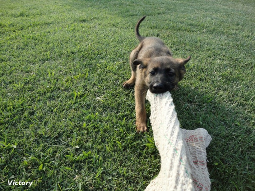 cane gioco prato cucciolo