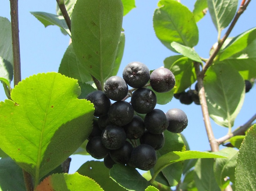 aronia frutto