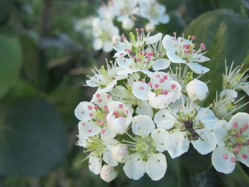 aronia melanocarpa fiore