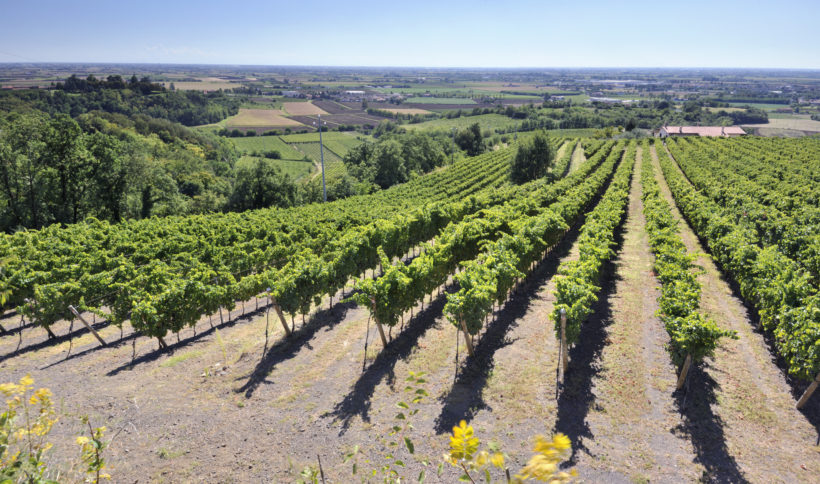 vino colli berici vigneto vigna uva paesaggio