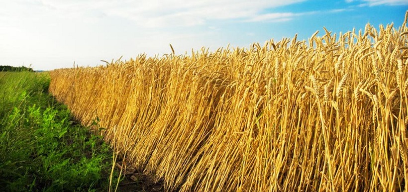 raccolto grano cereali russia 2017 record