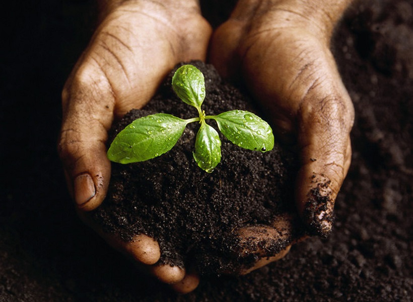 humus sostanza organica agricoltura piante