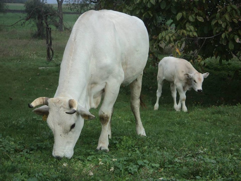 vacca alifana mucca razza autoctona campania