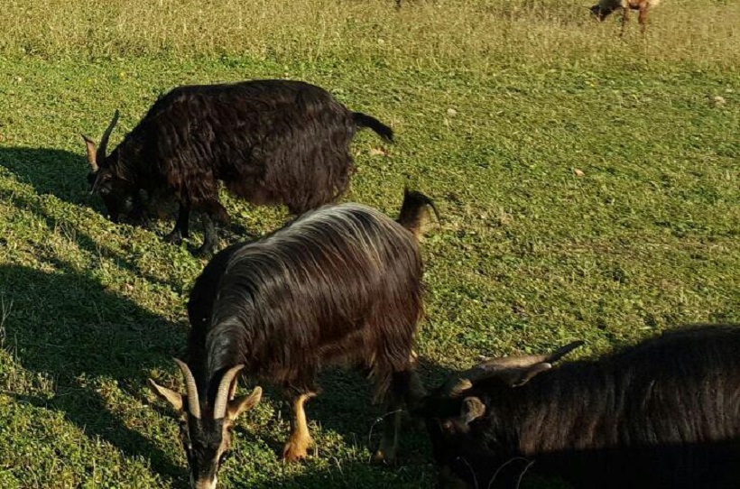 capra di caserta foto