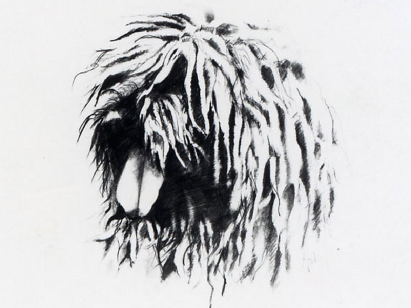 cane pastore testa bergamasco