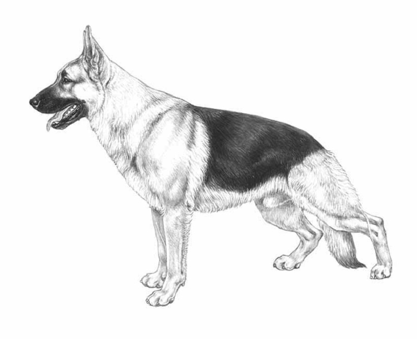 cane pastore tedesco profilo standard