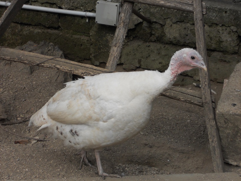 tacchino bianco avellino campania