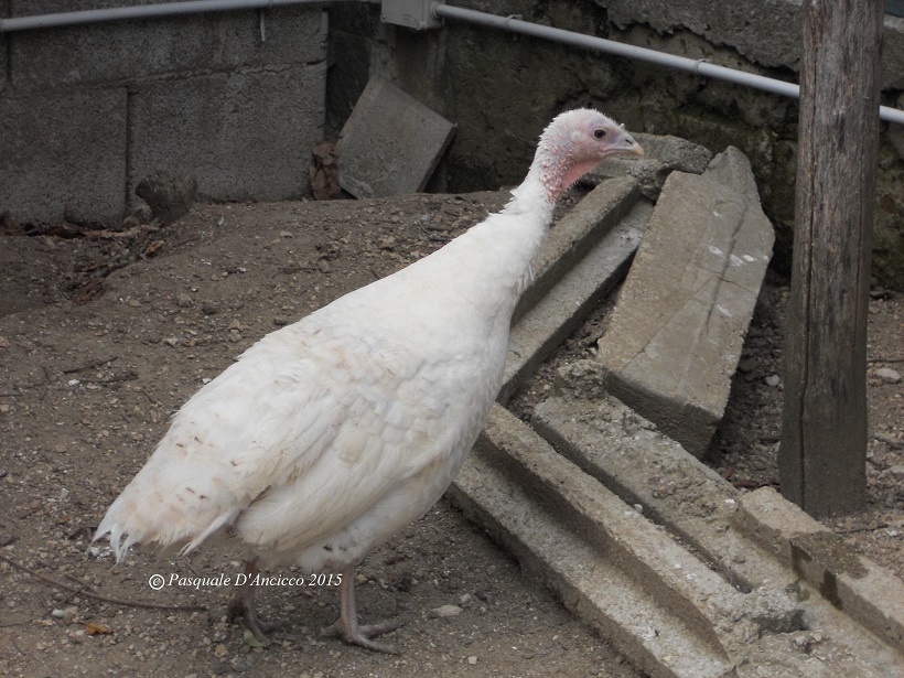 tacchina bianca avellino