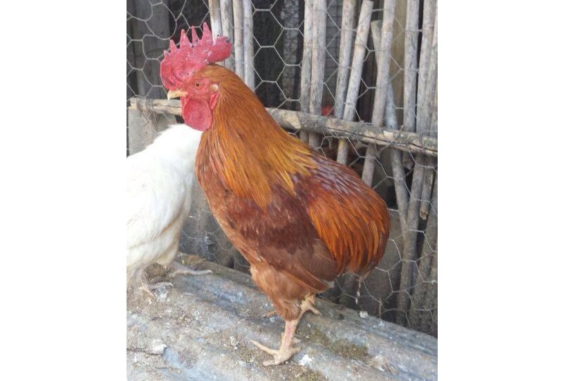 gallina scodata foto razza autoctona campania