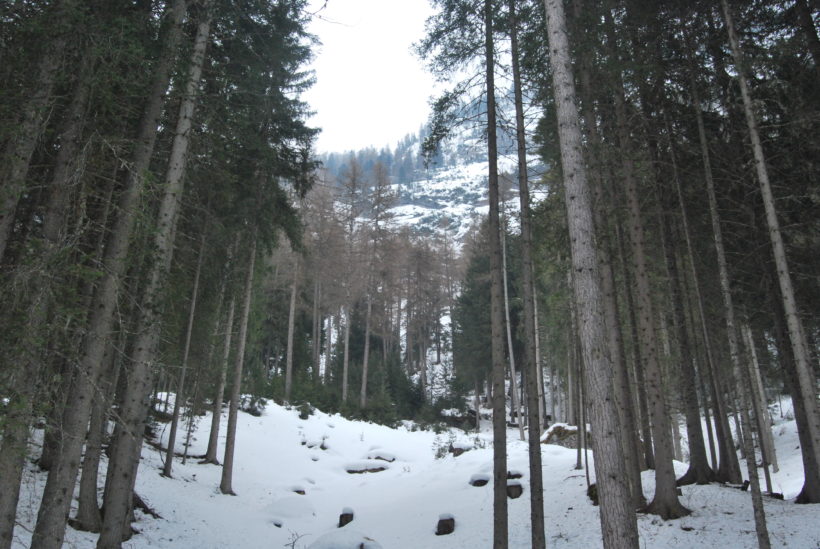 bosco neve abete conifere resinose trentino canazei Luca Poli