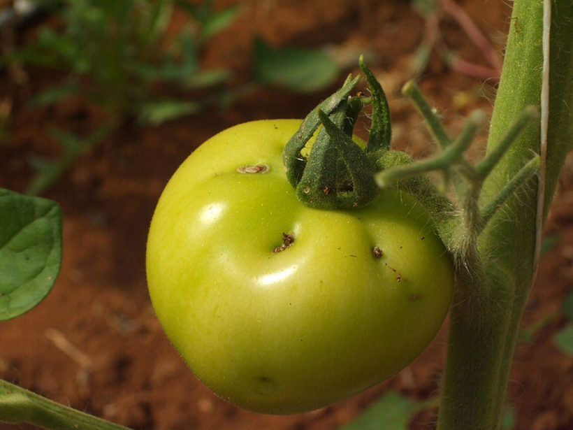 tignola pomodoro danno frutto bacca insetto orto