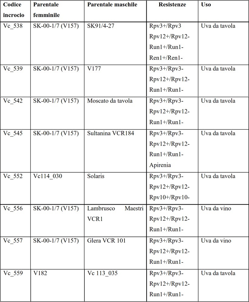 resistenza a peronospora e oidio in vite: selezione assistita da marcatori molecolari