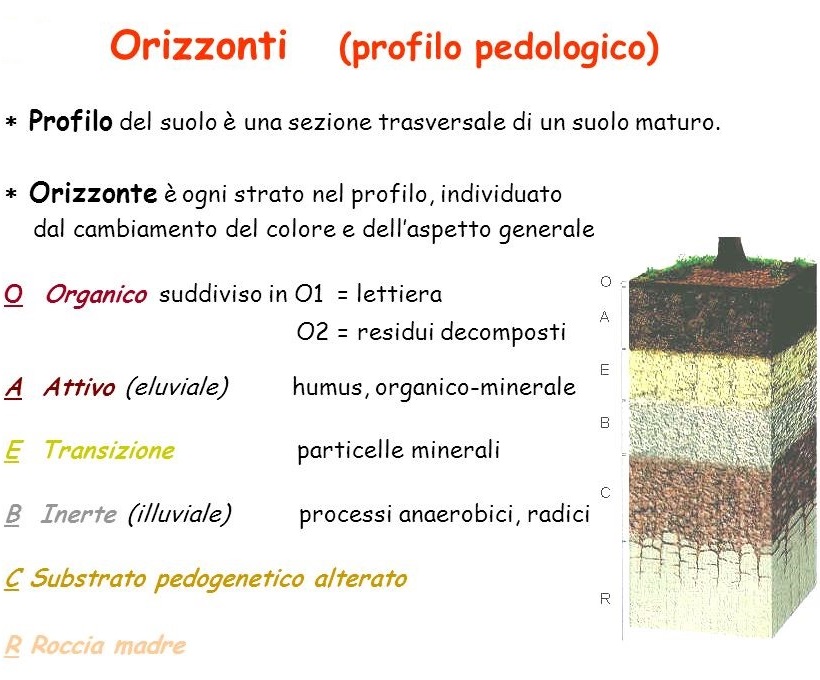 orizzonti suolo