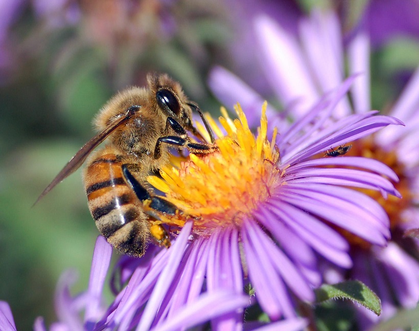 ape apis mellifera