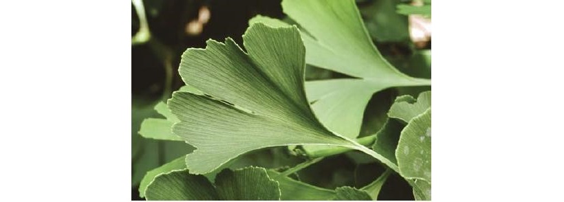 ginko biloba foglia ventaglio