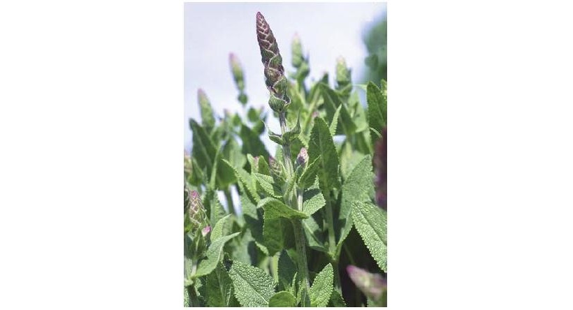 salvia officinalis foglia fiore