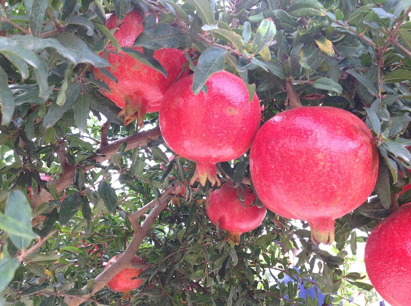 melograno frutto frutti maturi impianto coltivazione albero