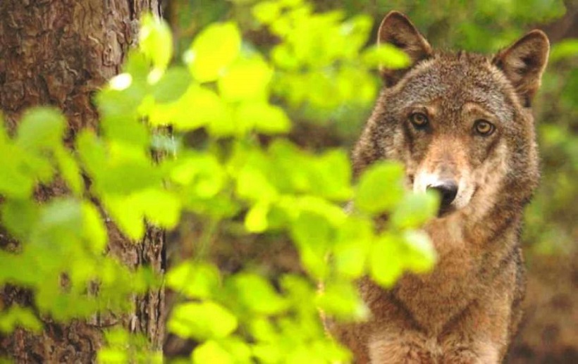 lupo selvatico attacco