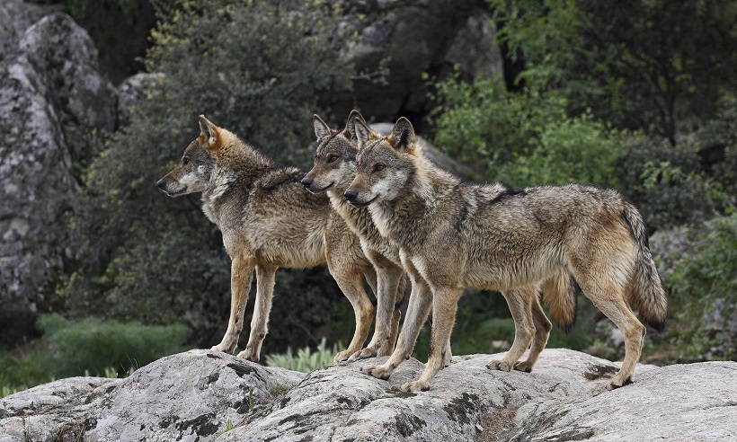 lupo lupi appennino montagna bosco