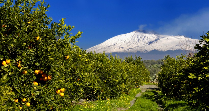 agrumeto agrumi arance sicilia italia