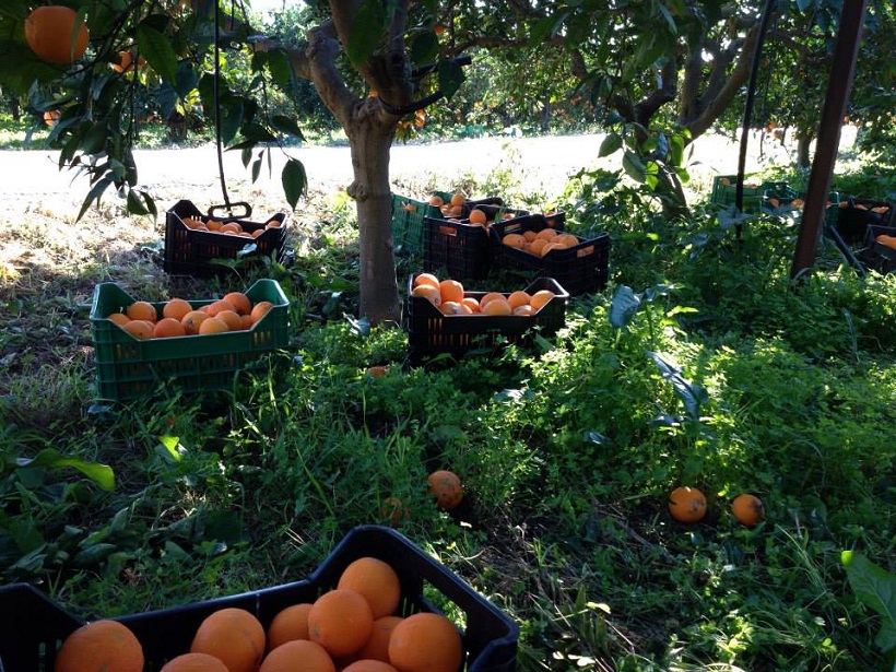agrumeto arance mandarini raccolta sicilia agrumi