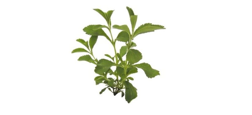 stevia pianta dolcificante foglie