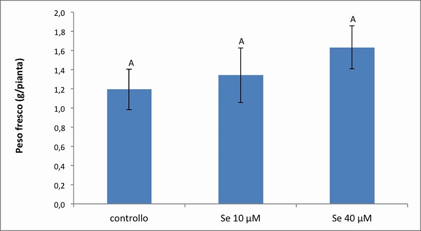 valerianella produttività