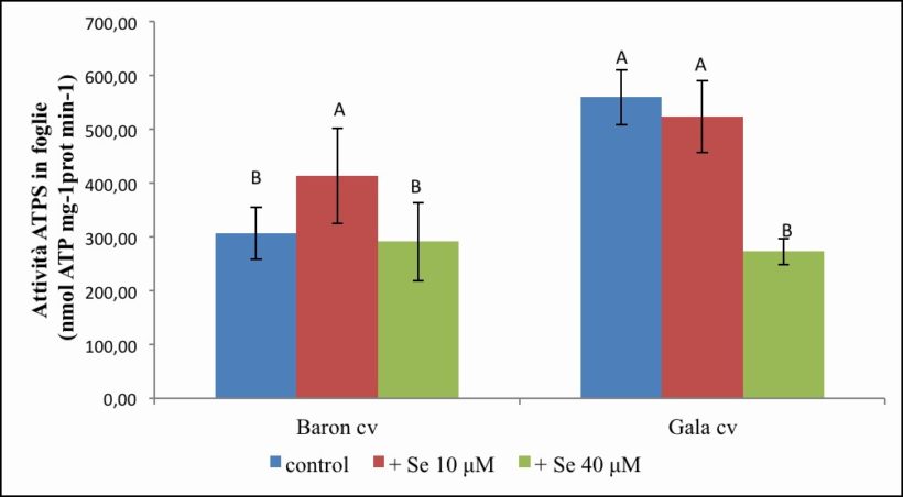 Attività dell’ATPS in foglie 