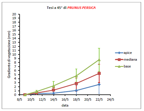 prunus