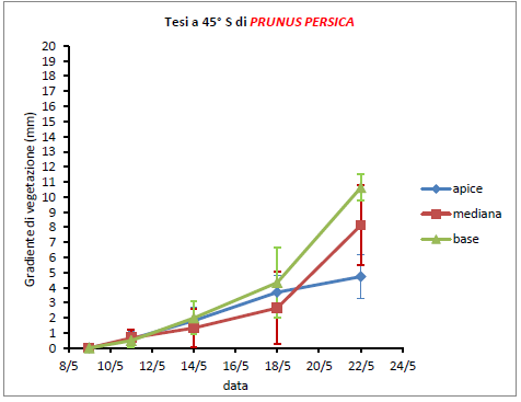 Prunus persica