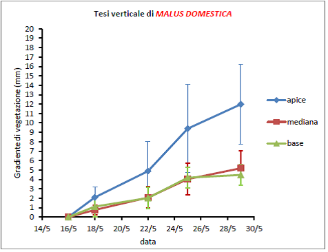 Tesi verticale di Malus domestica