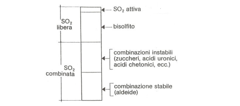 solforosa variazioni vino