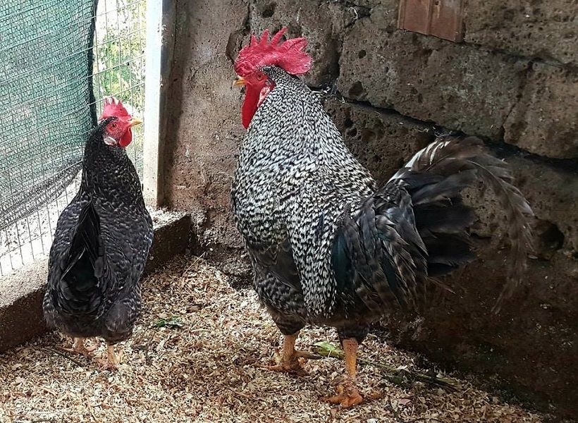 gallina cenerina razza campania