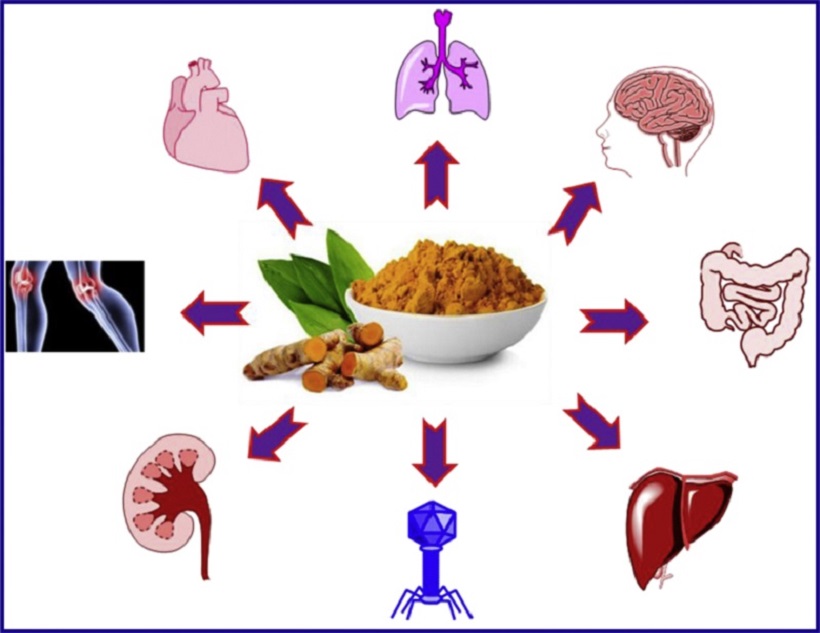 curcuma benefici organismo