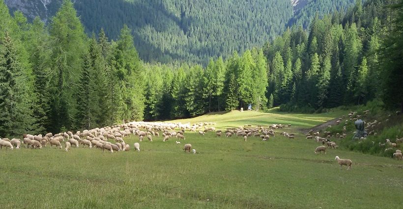 gregge pecore pascolo bosco