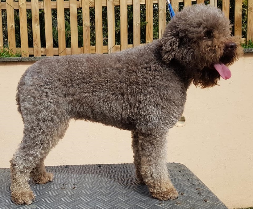 lagotto romagnolo