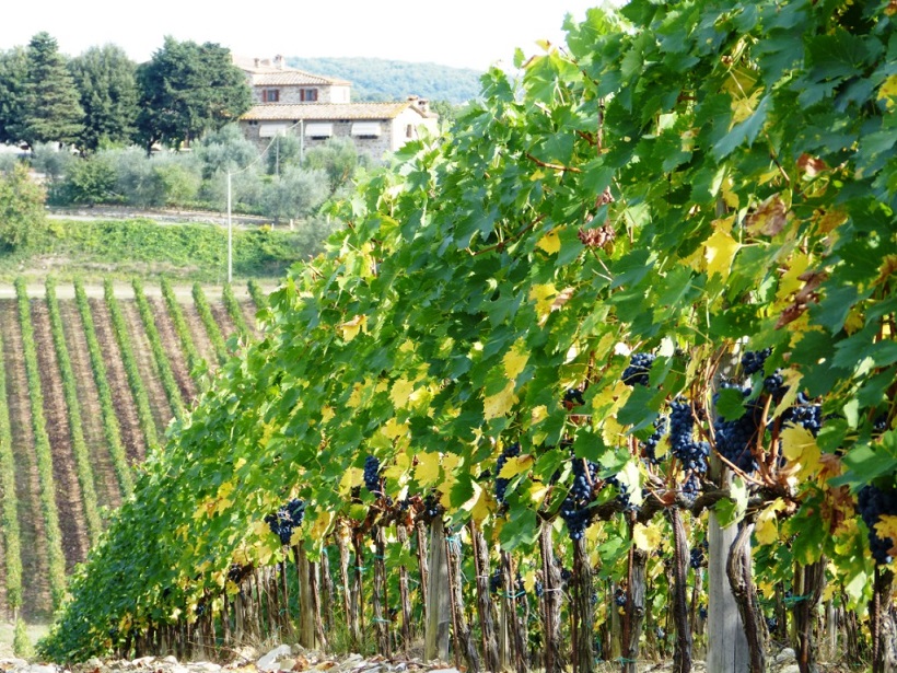 vino rocca delle macia vigneto vite uva 