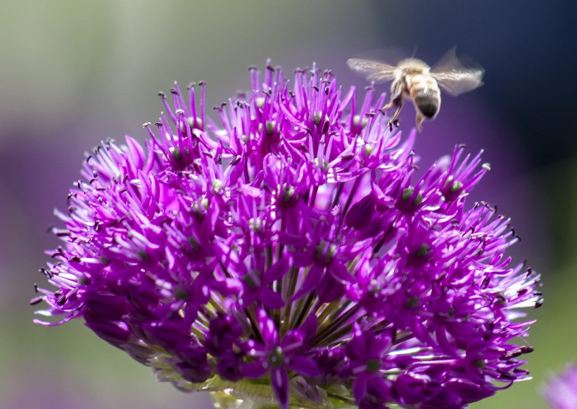 allium fiore aglio selvatico insetto