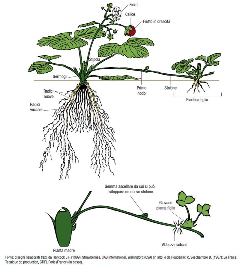 fragola schema pianta