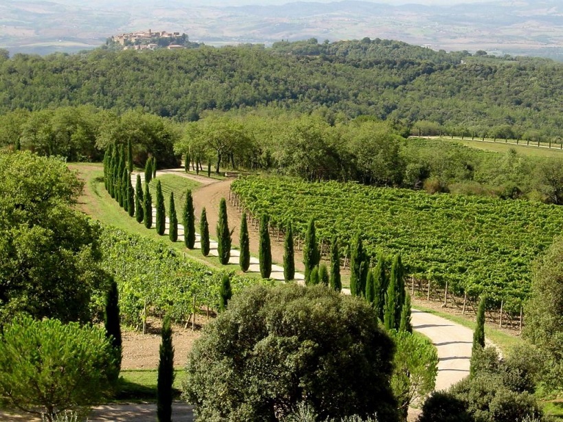 poggio antico vigneto vino montalcino brunello