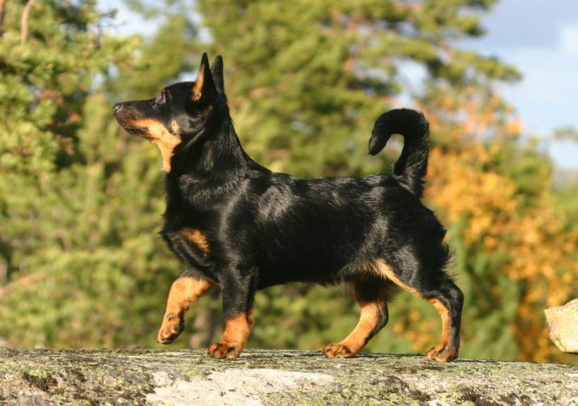 Lancashire Heeler colorazione "nero focato"