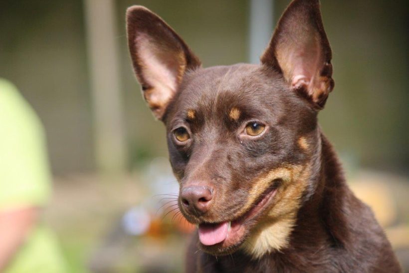 Lancashire Heeler colorazione "marrone focato"