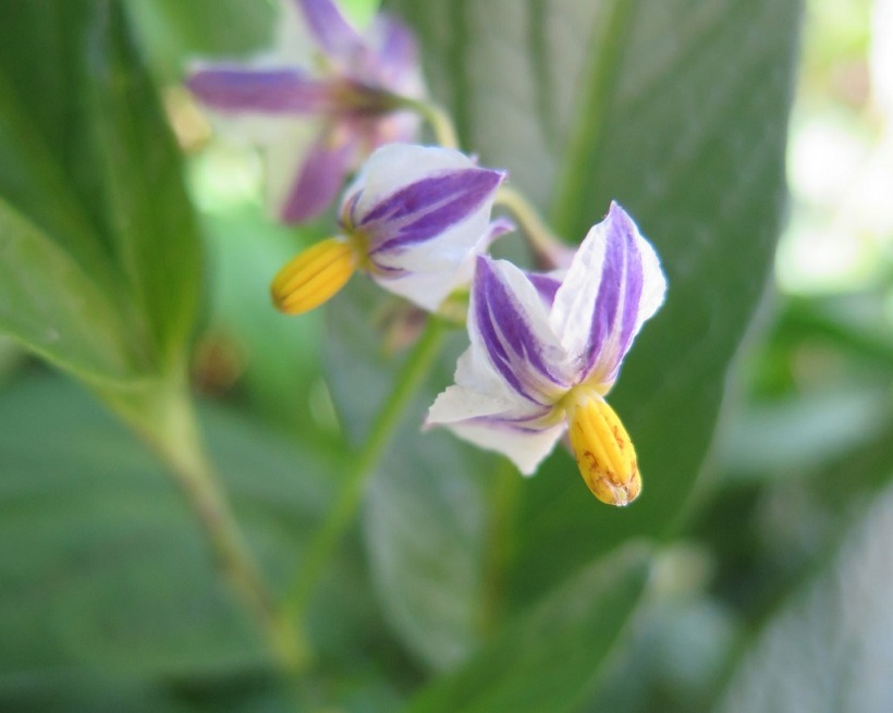 pepino solanacea pianta