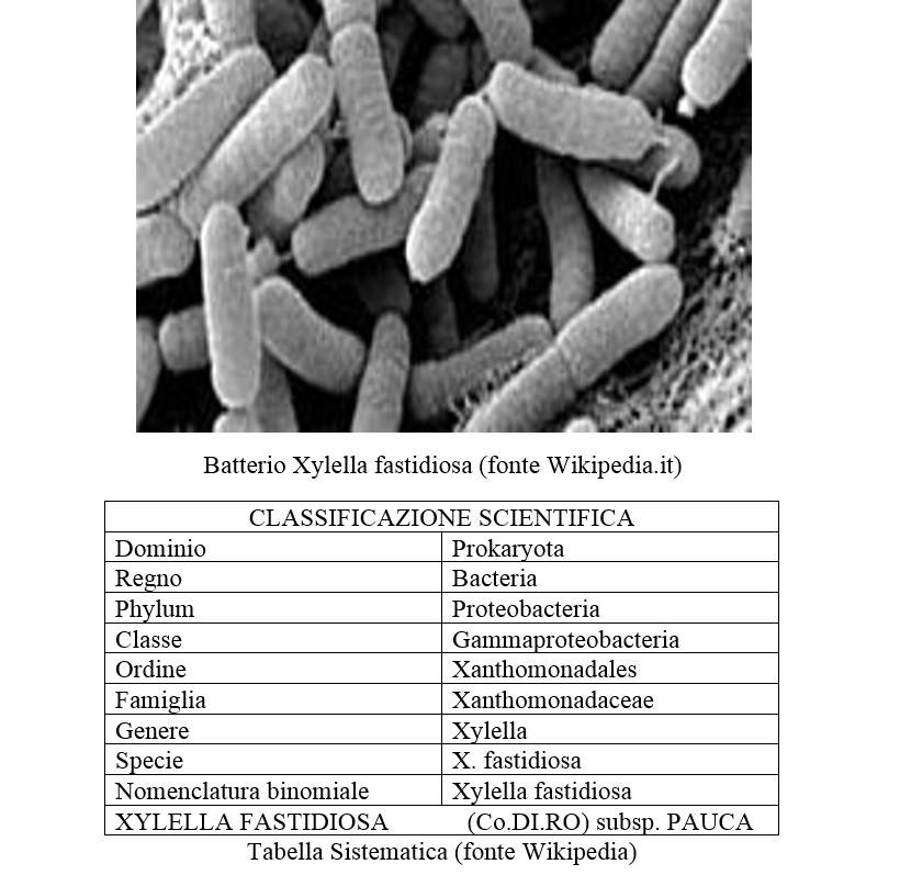 batterio xylella fastidiosa