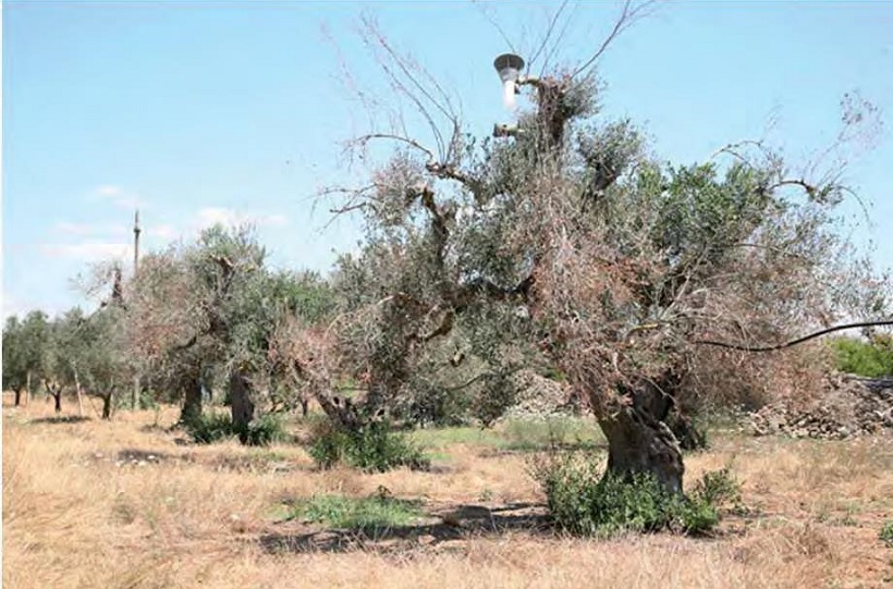 disseccamento olivo xylella