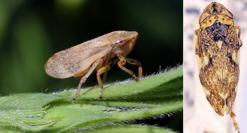 sputacchina insetto vettore xylella