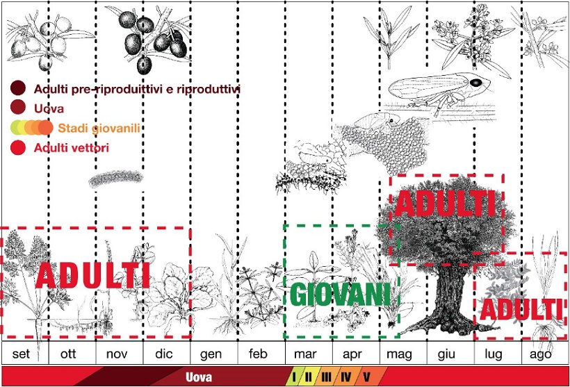 ciclo biologico xylella